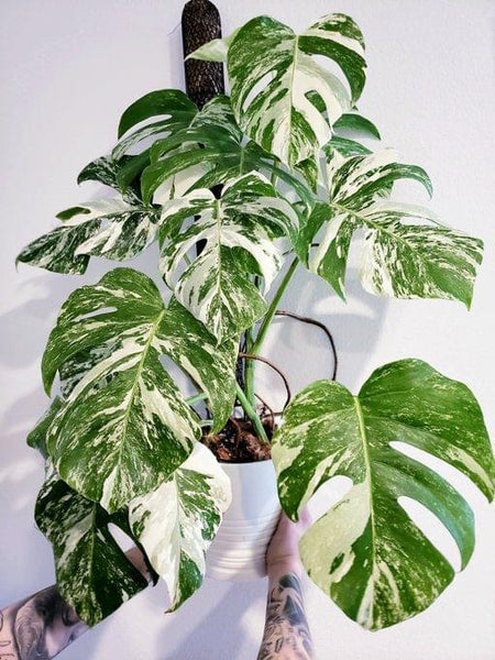wholesale monstera albo Monstera Deliciosa Albo Variegata