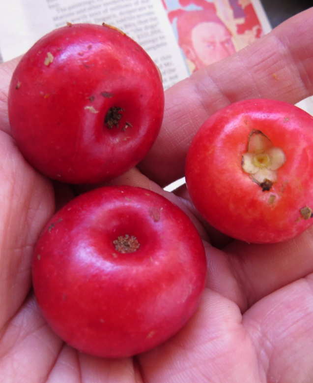 Garcinia Forbesii