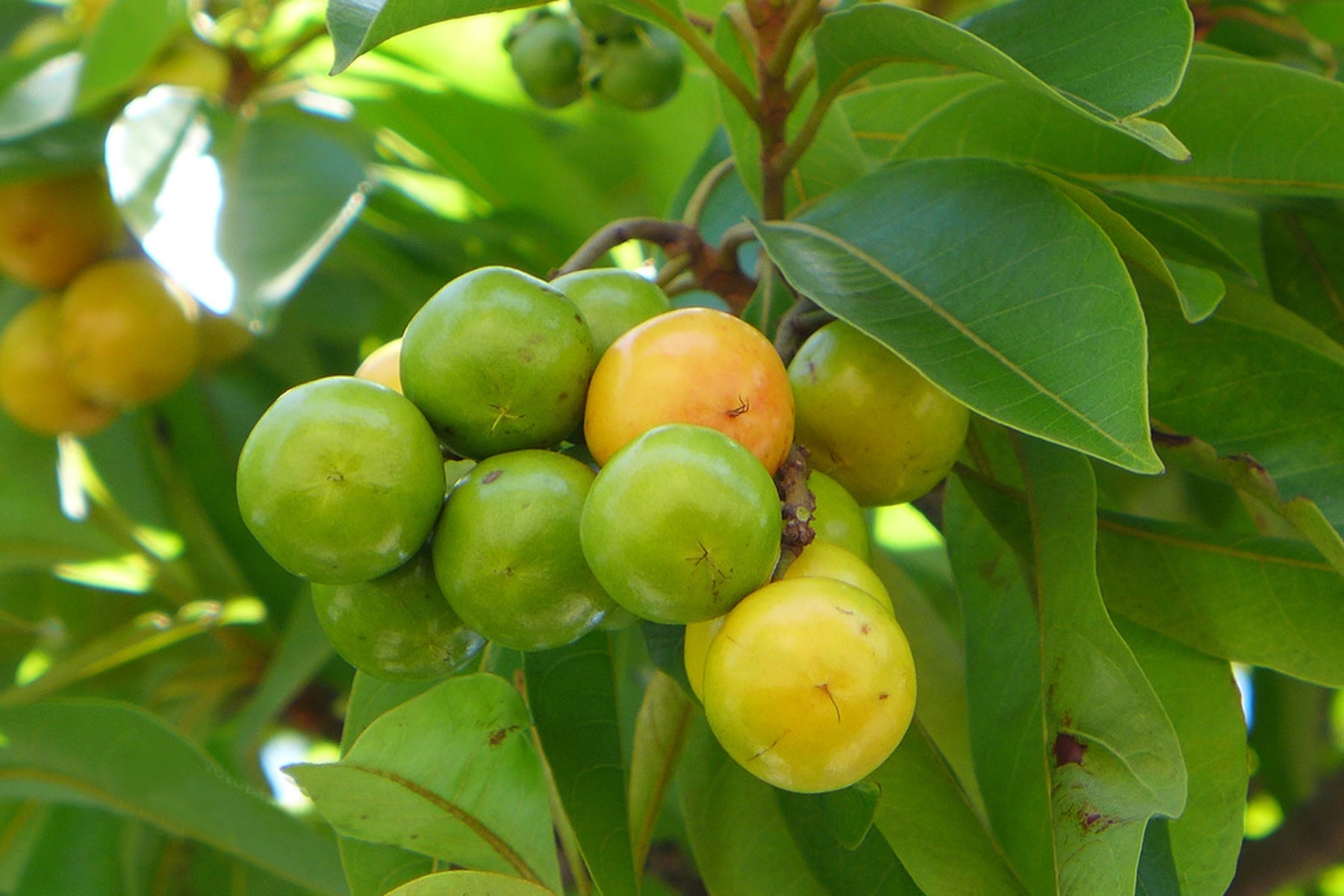 Nance Fruit Yellow Plants