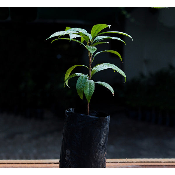 Green sapote Plants