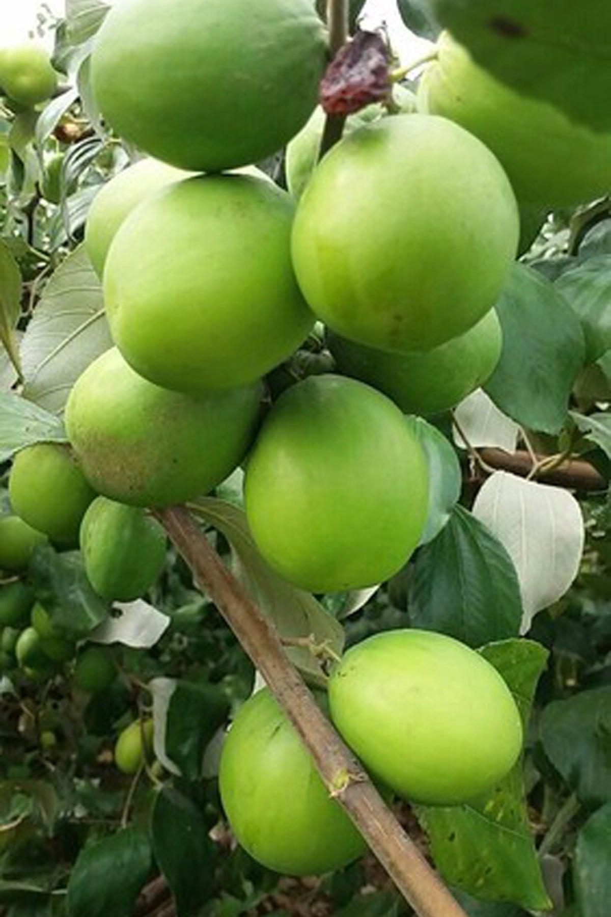 Apple Green Plants