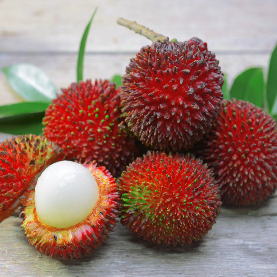Pulesan Pulasan Fruit Live Plants Nephelium Mutabile | HappiestPlantsbyAMJ