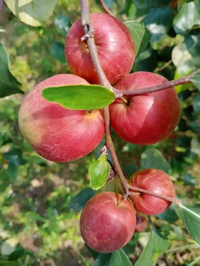 Ziziphus Mauritiana