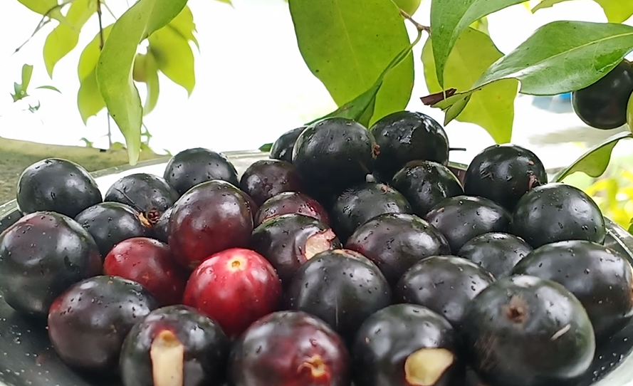 Rainforest Plum Live Plants