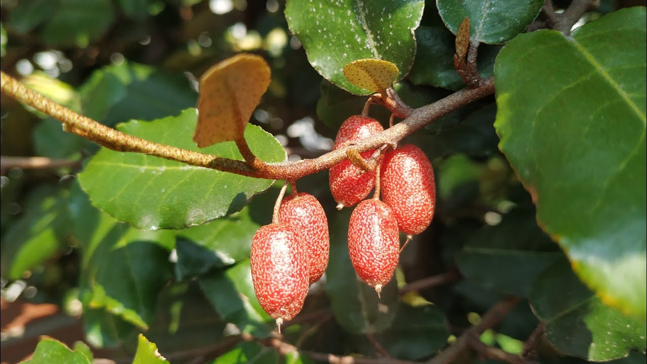 Silver Berry Live Plants  in uk