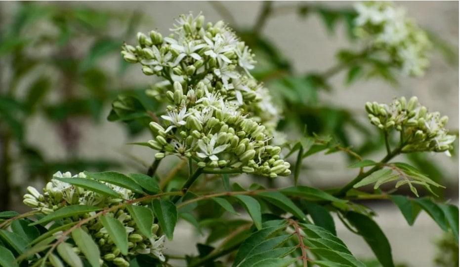 curry plant seeds near me Varieties of Curry Leaf Plant Bundle