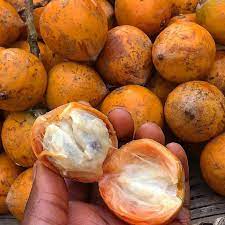 Best Udara Fruit Live Plants