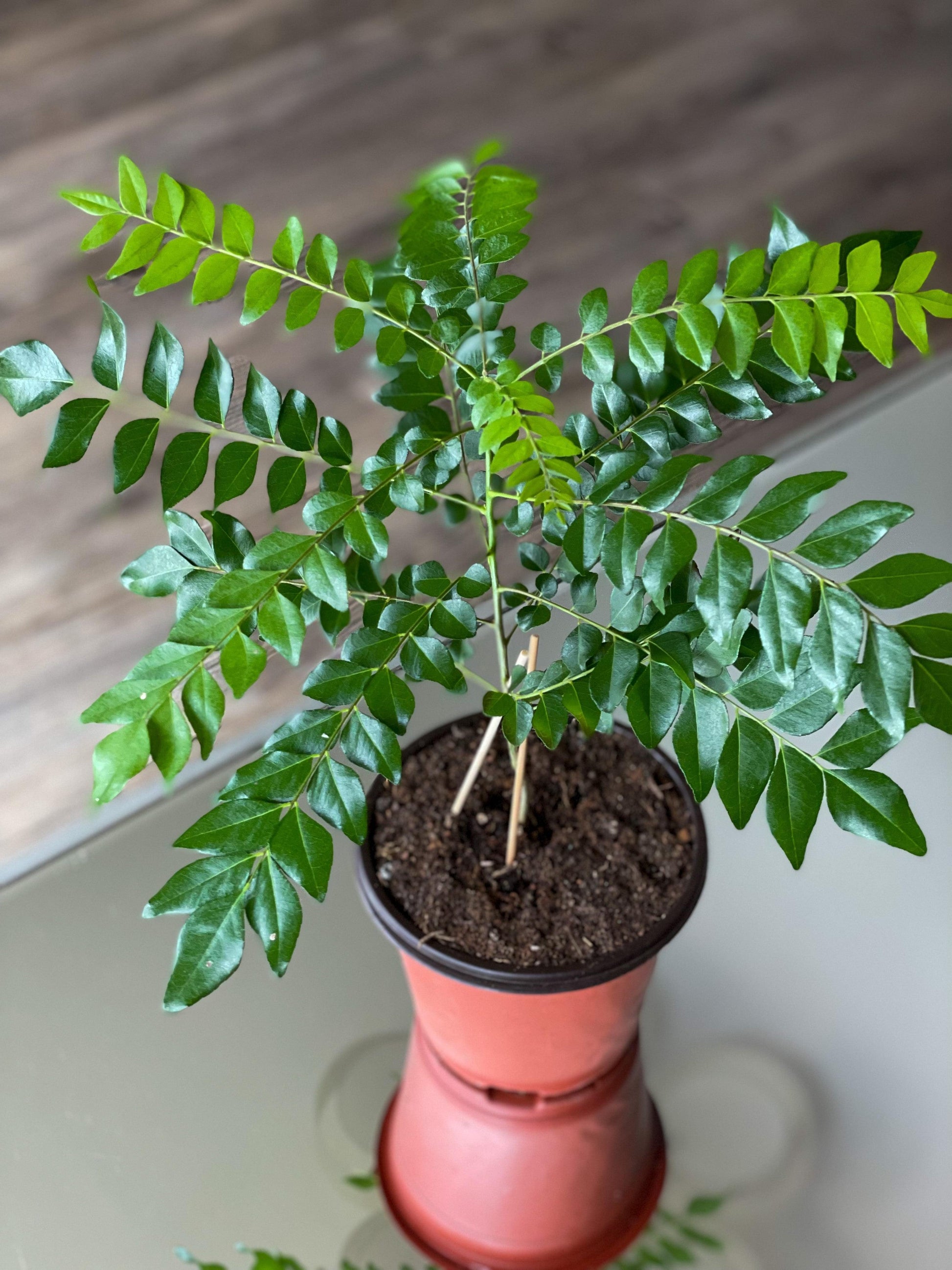 curry leaf plant