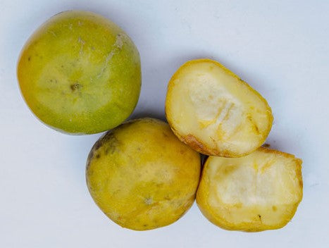 White Sapote